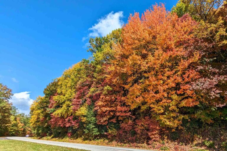 What Fall is Like in Asheville: 5 Things to Know